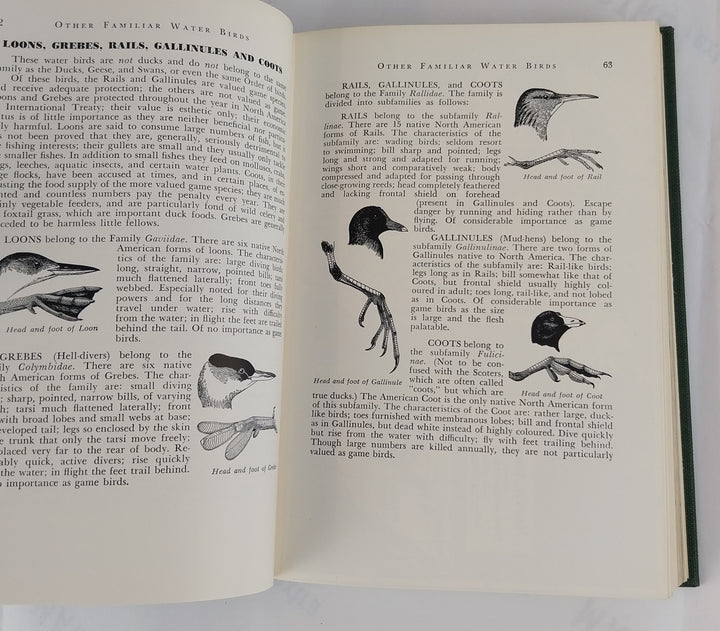 The Ducks, Geese and Swans of North America: A Vade Mecum for the Naturalist and the Sportsman